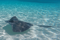 Stingray